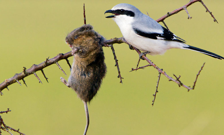 Have you seen gray shrike bird ?