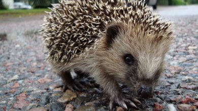Have you seen a porcupine ?