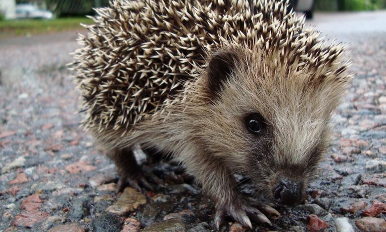 Have you seen a porcupine ? Have you seen a porcupine ?
