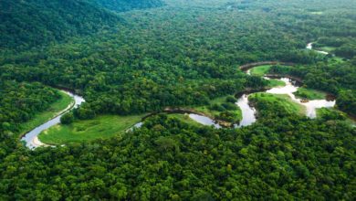 Did the Amazon originate from black soil?