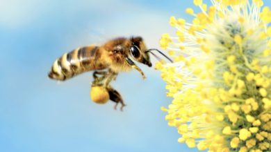 Do you remember the fact about treating a bee sting using baking soda? Do you think using baking soda can relieve the pain if you been stung by a wasp?
