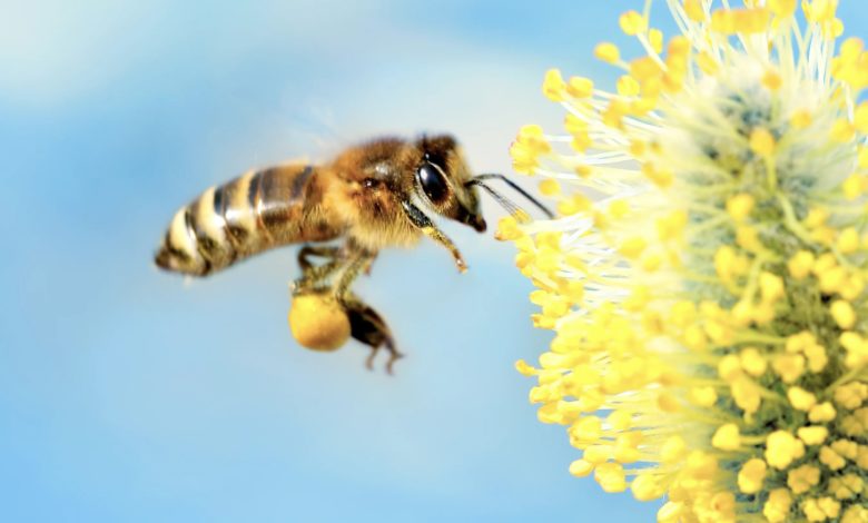 Do you remember the fact about treating a bee sting using baking soda? Do you think using baking soda can relieve the pain if you been stung by a wasp?
