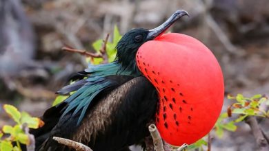 Are you surprised to hear that some birds sleep while flying?