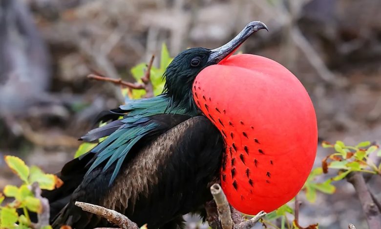 Are you surprised to hear that some birds sleep while flying?
