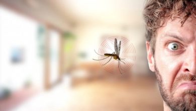 Have you thought how mosquitoes and bees buzz?