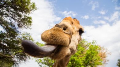 Have you noticed the color of the giraffe’s tongue?