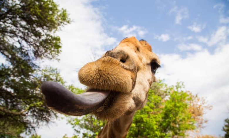 Have you noticed the color of the giraffe’s tongue? Have you noticed the color of the giraffe’s tongue?
