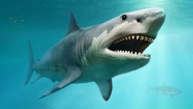 Did you know that shark skin’s nanoscale used to create microbe-less surfaces?