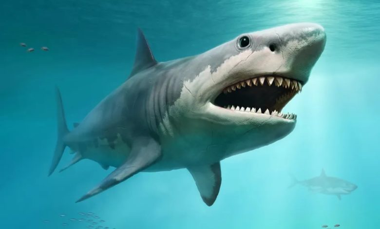 Did you know that shark skin’s nanoscale used to create microbe-less surfaces? Did you know that shark skin’s nanoscale used to create microbe-less surfaces?