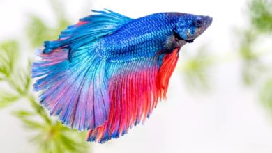 How do fish not drown in water?