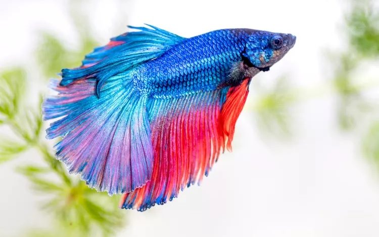 How do fish not drown in water? How do fish not drown in water?