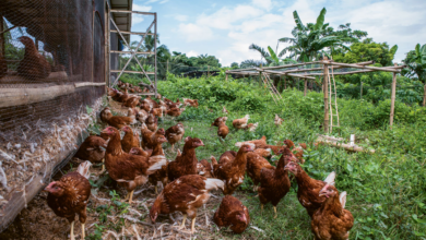 Indigenous Chicken for Meat Purpose