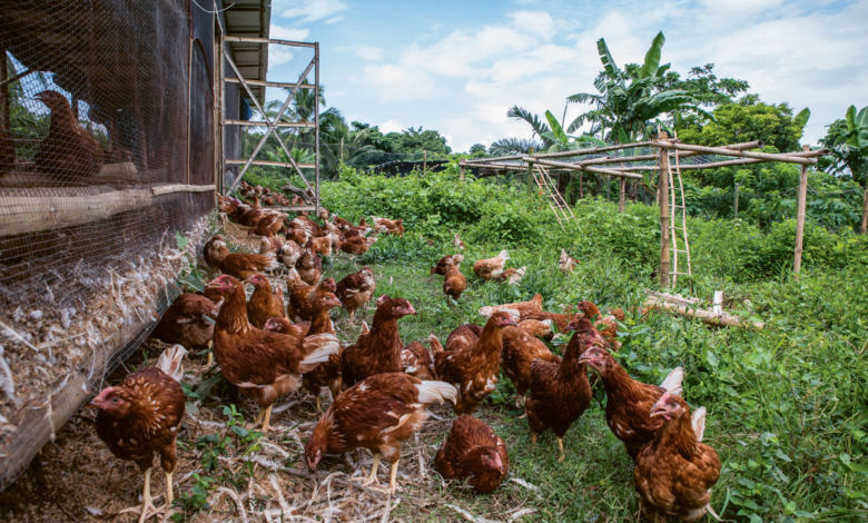 Indigenous Chicken for Meat Purpose