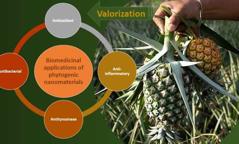 Tiny Tech, Big Impact: Nanotechnology Breathes New Life into Pineapple Agricultural Waste Tiny Tech, Big Impact: Nanotechnology Breathes New Life into Pineapple Agricultural Waste